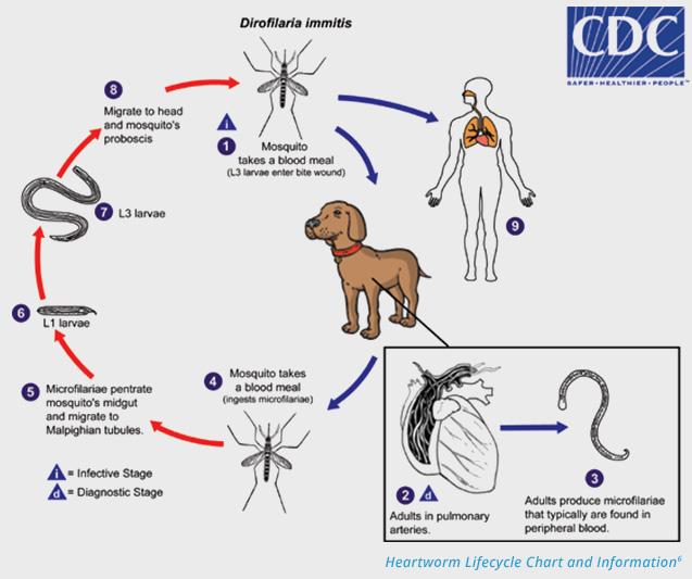 Wolbachia and D immitis A Symbiotic Relationship Continued We will discuss in depth in a later module how the heartworm infection, once established in the vessels and lungs, may be considered