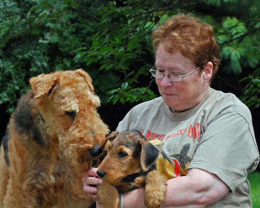 Airedale Terrier the Breed that Has it All Susan Rodgers with Multi Ch. Devonshire's Celtic Pride - Baxter in his old age (sire of Ch.