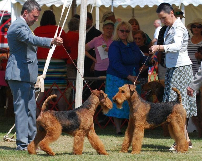 Most definitely. What Do You Think the Airedale will look like in 2050? This is a difficult question to answer.
