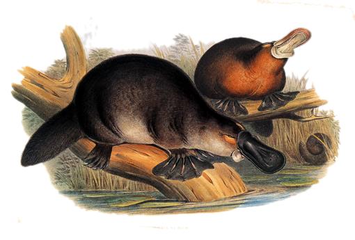 scrotum of males is located anterior to the penes, a feature found in only one group of eutherians, the lagomorphs.