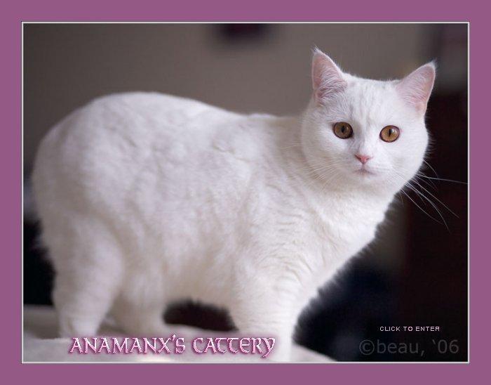 Outcrossing policy for Manx Cats All GCCF breeds are to have an allowable outcross (this means an independent and separate breed).
