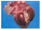 Internal Parasites: heartworms Types: Modes of