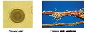 Internal Parasites: Roundworms Types: Modes of