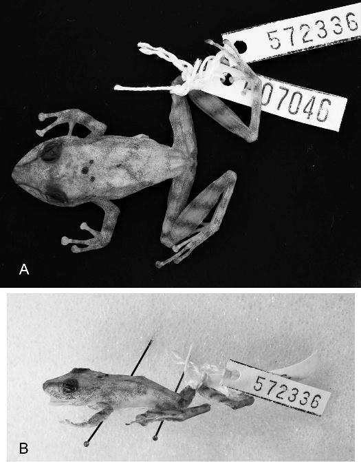 NEW SPECIES OF PRISTIMANTIS FROM PANAMA 195 FIG. 2. Dorsal (A) and lateral (B) views of the holotype of Pristimantis educatoris sp. nov. (USNM 572336).