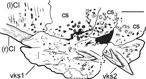 38 JOURNAL OF VERTEBRATE PALEONTOLOGY, VOL. 25, NO. 1, 2005 direct contact with the cleithrum.
