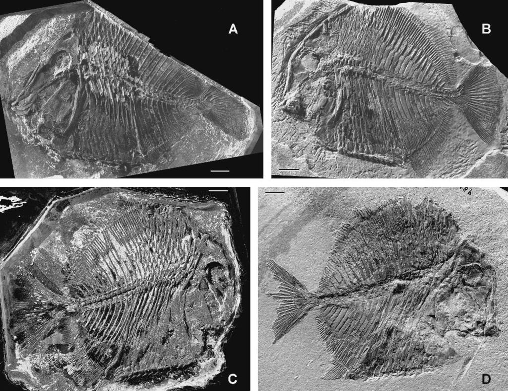 28 JOURNAL OF VERTEBRATE PALEONTOLOGY, VOL. 25, NO. 1, 2005 FIGURE 1. Akromystax tilmachiton gen. et sp. nov. A, holotype (MNHN HAK 318). B, paratype MNHN NRA 95.