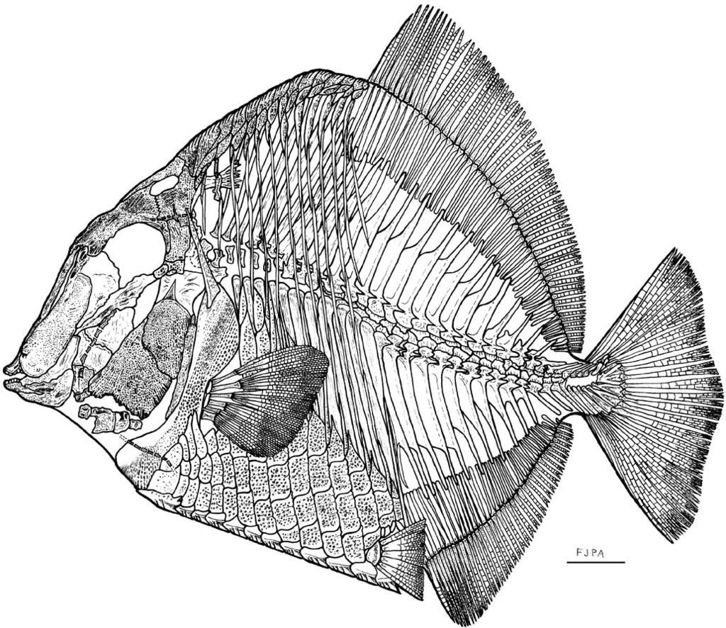POYATO-ARIZA AND WENZ PYCNODONTID FISH FROM LEBANON 29 FIGURE 2. Akromystax tilmachiton, idealized restoration of the skeleton.