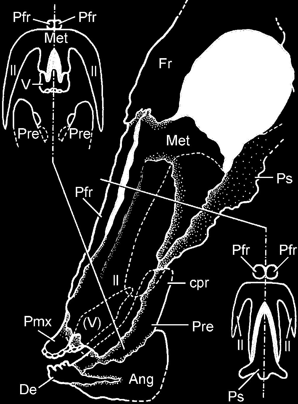 Their ornamentation (Fig. 3) consists of deep and large reticulations converging towards the center of ossification of each bone.