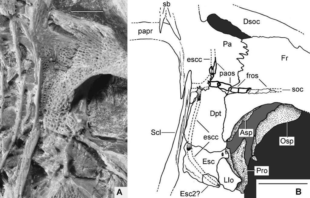 POYATO-ARIZA AND WENZ PYCNODONTID FISH FROM LEBANON 33 FIGURE 6. Akromystax tilmachiton, posterolateral region of the skull roof and anteriormost vertebrae as shown by paratype MNHN NRA 28 A.