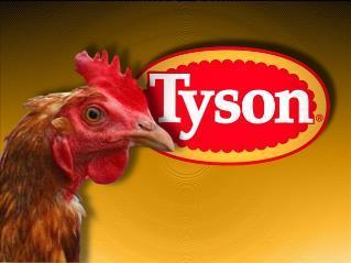 chicken reared on antibiotics used in