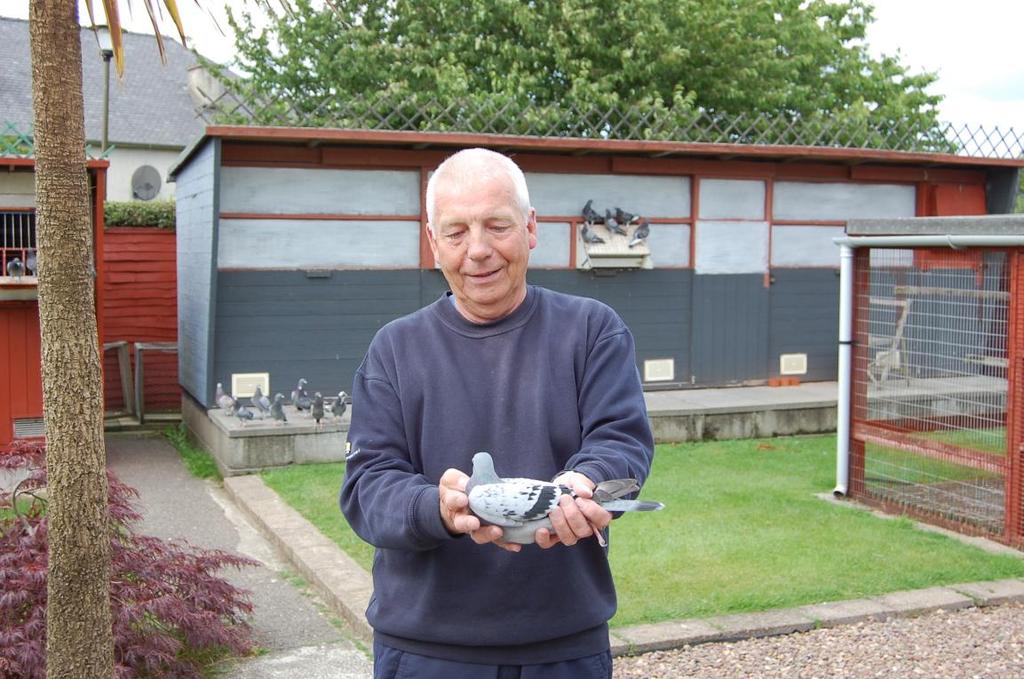 John s family originate from his great friend Rod Adams, John has built up a impressive team of all round pigeons using Rods pigeons as the base carefully bred with the best his own old family, they