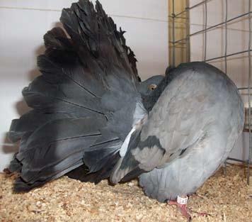 available for fanciers to discuss their favourite topic fancy pigeons.