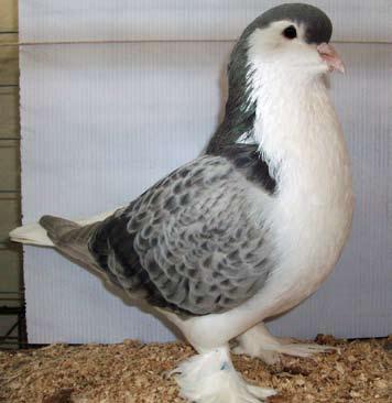 A well marked Bronze Spangled Cauchois young cock of Chris de Bruin was awarded Fourth Reserve Champion.