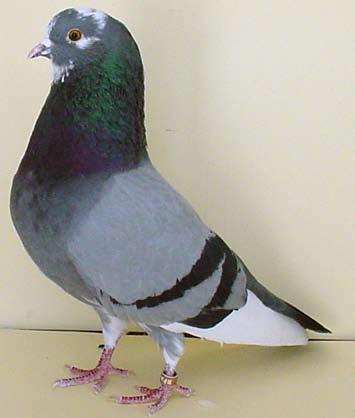 Kevin Giddins, Jim Caruana, Paul Pacino and Marcus Callaco have also imported pigeons from Canada since 1996.