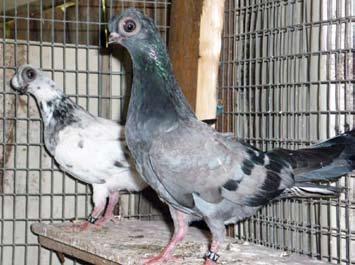 AROUND AND ABOUT The Southern Combined Classic Show is to be hosted by the Twin Cities Fancy Pigeon Club at Albury Showgrounds on Sunday, June 12.