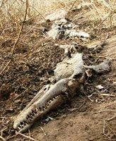 Carcasses of Nile crocodiles at various stages of decomposition The Nile
