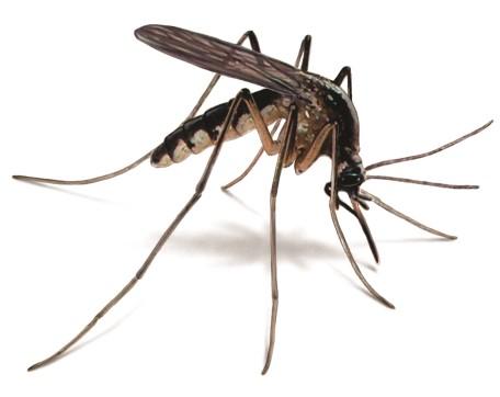 The West Nile virus hits record highs. Is your pet in danger? West Nile virus is in the news once again.