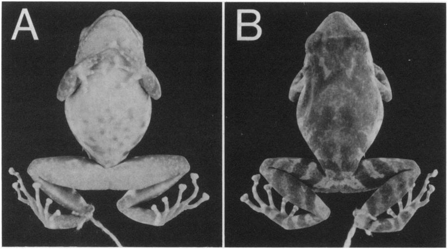 HEDGES AND SCHLUTER-NEW ELEUTHERODACTYLUS 1003 Fig. 1. Eleutherodactylus eurydactylus, holotype (ZMH A01819). (A) venter, (B) dorsum. dactylus in being larger (22.7-25.5 mm SVL males; 38.0-38.