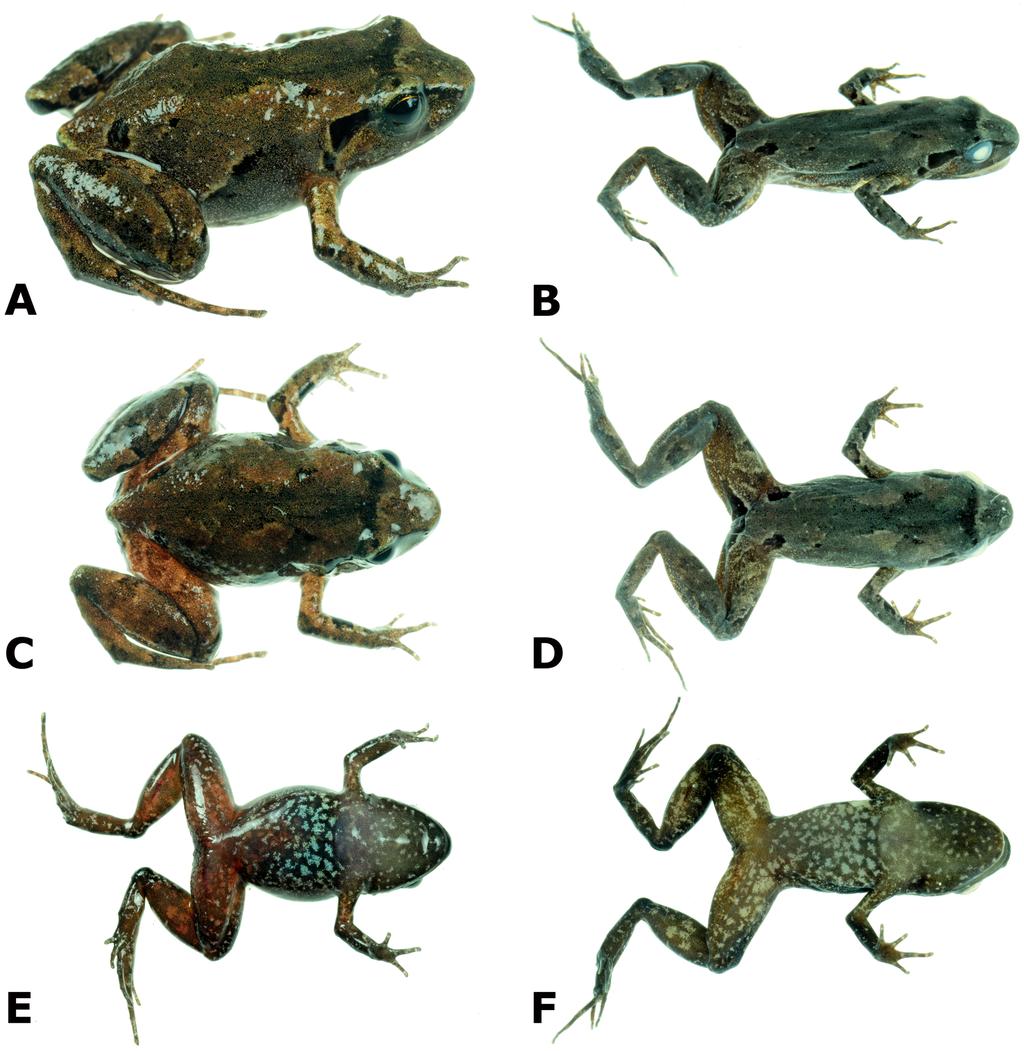 Figure 2 Photographs of live and preserved specimen of the holotype of Psychrophrynella glauca sp. n. Live (A, C, E) and preserved (B, D, F) specimen of the holotype, female CORBIDI 18729 (SVL 18.