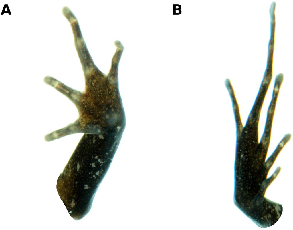 Figure 3 Palmar and plantar surfaces of the holotype of Psychrophrynella glauca sp. n. Ventral views of hand (A) and foot (B) of holotype, CORBIDI 18729 (hand length 3.8 mm, foot length 8.2 mm).