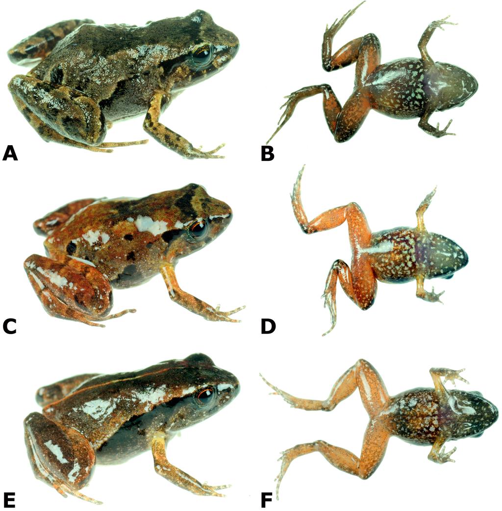 Figure 4 Dorsolateral and ventral views of four paratypes of Psychrophrynella glauca sp. n. showing variation in dorsal and ventral coloration. Female MUBI 16322 (A, B). Male CORBIDI 18730 (E, F).