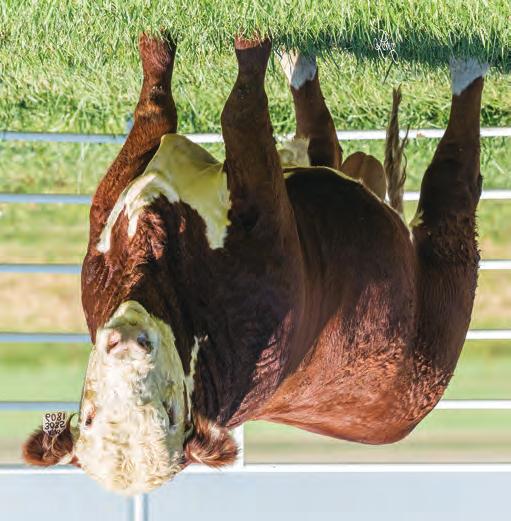 to our 2017 cover bull, pictured here.