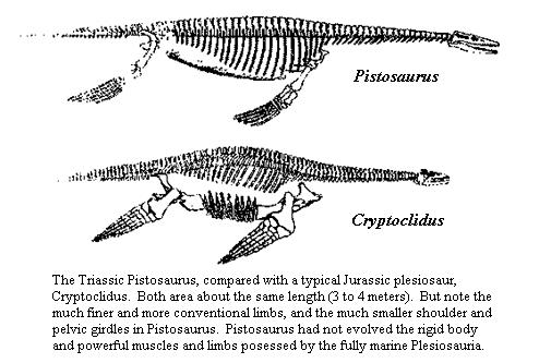 Phylogeny Review Pistosaurs
