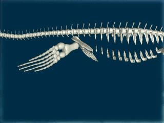Plesiosaur Morphology Limbs