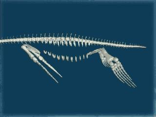Plesiosaur Morphology Limbs could also either move all together,