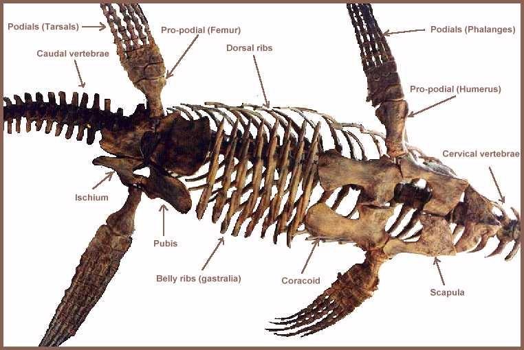 Plesiosaur Morphology The pectoral and pelvic girdles are large and flattened on the bottom of the body, helping to streamline the animal and provide anchoring for the powerful limb musculature