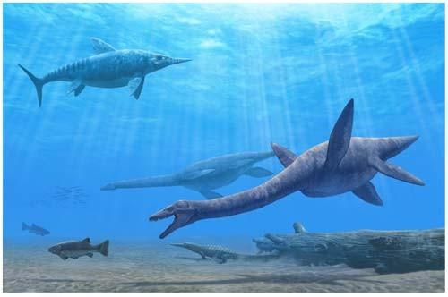 Plesiosaurs Plesiosauroids (hereafter plesiosaurs) are grouped into about a half dozen