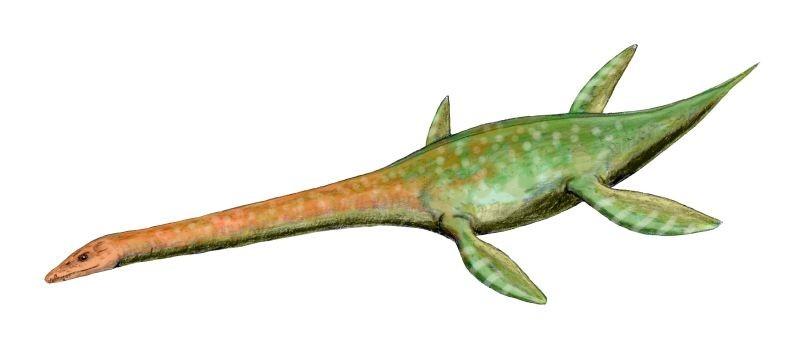compared to other plesiosaurs, larger flippers, and