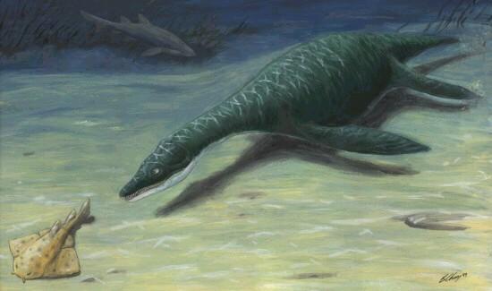 Basal Pliosaurs Early pliosaurs had shorter necks and larger