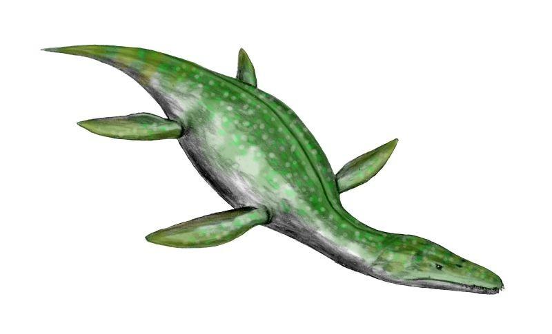 ichthyosaurs) Longer neck than conventional