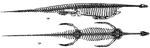 indicate fish diet Keichousaurus Hui is one of the