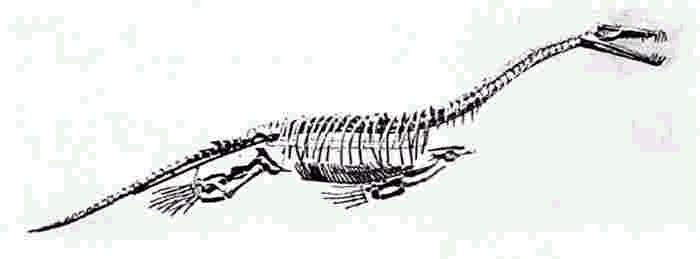 Nothosaurs Evolved from early pachypleurosaurs,