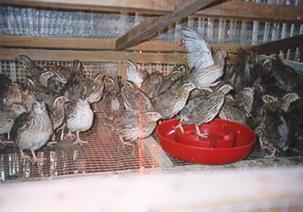 Age Cage Size No.of birds First 2 weeks 3 x 2.5 x 1.5 ft. 100 3-6 weeks 4 x 2.5 x 1.5 ft. 50 Quails in cage system of rearing Each unit is about 6 feet in length and 1 foot in width, and subdivided into 6 subunits.