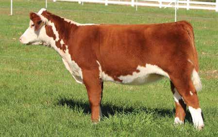 11 Lot 11 DeLHawk Cambria 73F ET DELHAWK CAMBRIA 73F ET Cow P43951994 Calved: May 12, 2018 Tattoo: LE 73F PYRAMID 16W 110T 9116 {DLF,HYF,IEF} FHF M33 STARBUCK 110T ET H FHF AUTHORITY 6026 ET