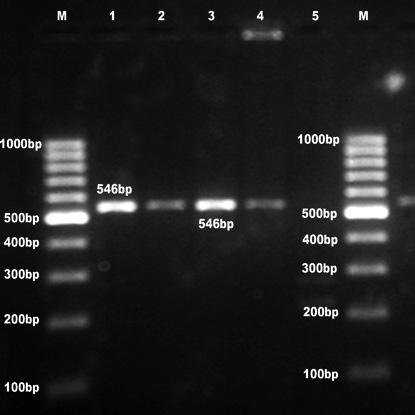 Lane M: 100 bp DNA ladder Lane M: 100 bp DNA ladder Lane 1: StrA standard Lane 1: StrB standard Lane 2-4: E. coli from buffalo meat, mutton and human positive for stra gene Lane 2-4: E.