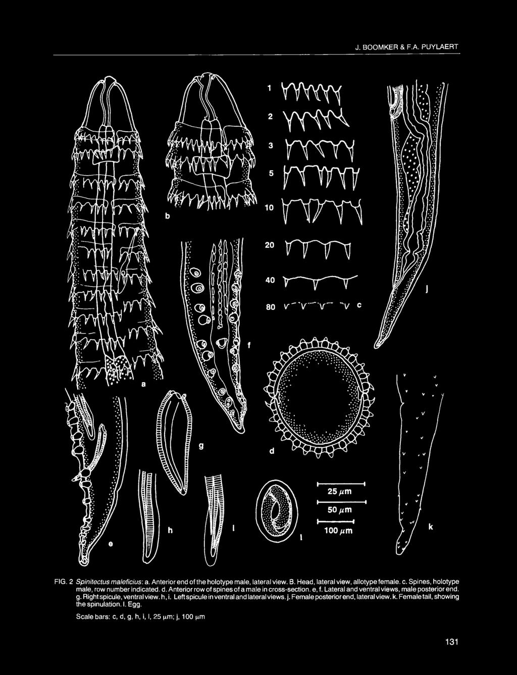 Spines, holotype male, row number indicated. d. Anterior row of spines of a male in cross-section. e, f. Lateral and ventral views, male posterior end. g.