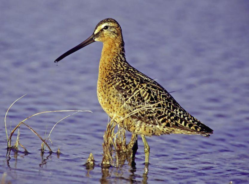 T O P I C S I N I D E N T I F I C AT I O N Advances in the Field Identification of North American Cin-Ty Lee Department of Earth Science Dowitchers MS-126 The North American dowitchers are