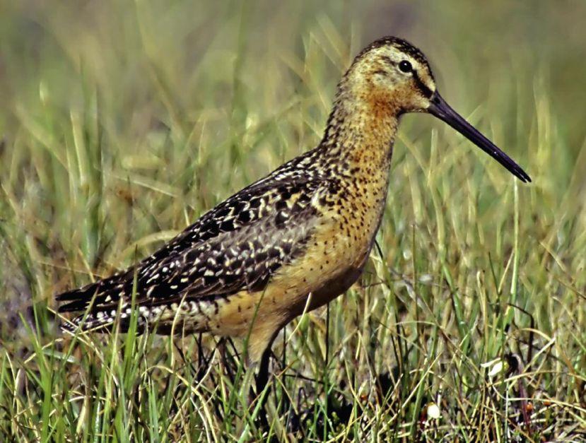 Separating the two North American dowitcher species has long been a challenge for birders.