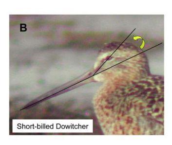 akin to the differentiation in water depth preference between Western and Semipalmated Sandpipers). With experience, this feature can often be discerned, especially in side-by-side comparisons (Fig.