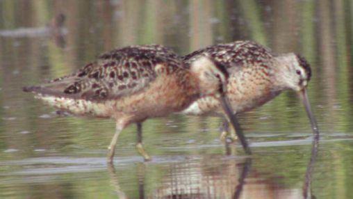 D O W I T C H E R S Field marks in basic plumage Basic-plumage dowitchers present the greatest identification challenges. However, some field marks, when collectively used, are fairly reliable.