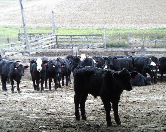 Respiratory Protocols Low risk High risk Heavy cattle Acute