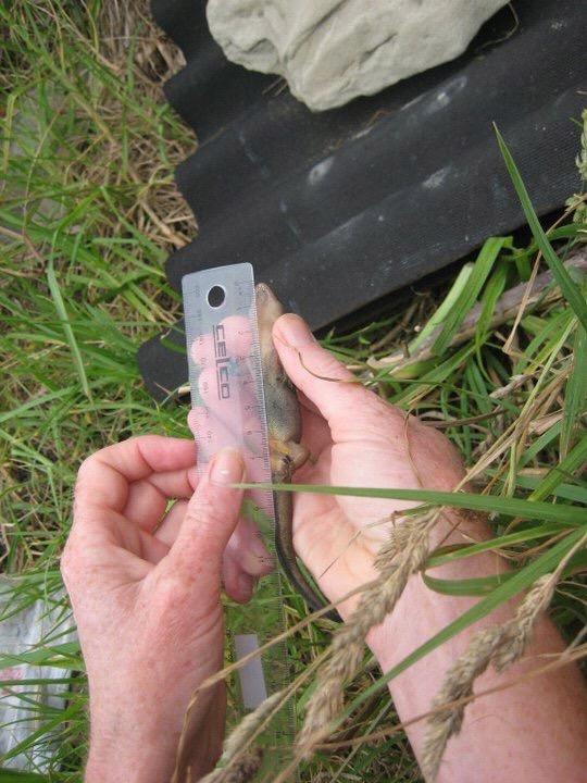 PROCESSING TECHNIQUE Field Measurements Snout Vent Length (SVL) used for salamanders, lizards, and snakes Shell