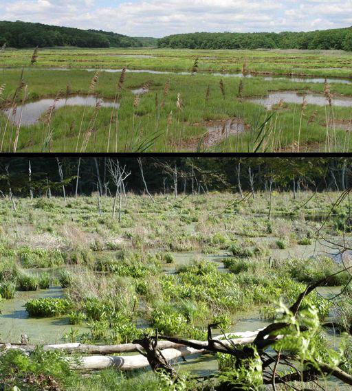 New England Habitats of Interest: Swamps / Marshes Still or slow moving water