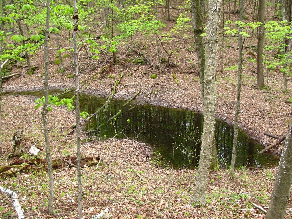 New England Habitats of Interest: Vernal Pools A subtype of swamp/marsh Completely still water Ephemeral, appearing in spring after winter snows, and