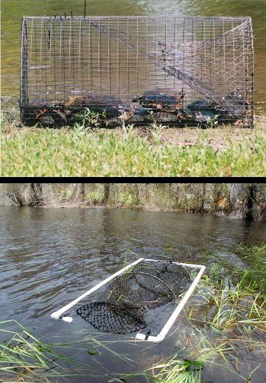 Catching Techniques: Turtle Hoop Traps Used for aquatic turtles Can be used to accomplish the same goals as pit fall traps But these are typically placed