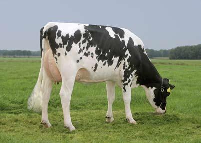 Besides that the high scores of Shottle (sire) and Adam (dams sire) for somatic cell score and fertility resulting in management trait specialist Sheriff.